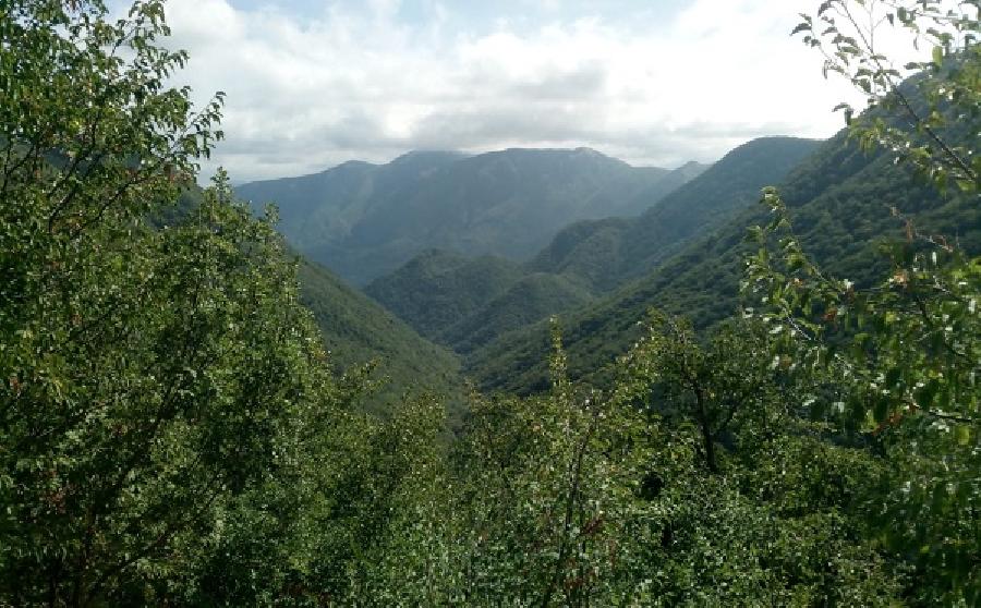 BOSCO CEDUO DI 7,5 ETTARI